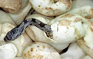 Hatches: Baby Black Rat Snake