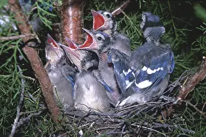 Cristata: Baby Blue Jays in nest