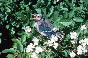 Cristata: Baby Bluejay