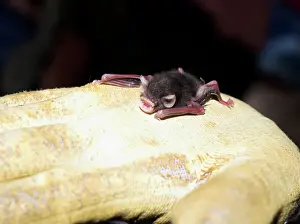Size: Baby Bumblebee Bat / Kiiti's Hog Nosed bat - on gloved hand