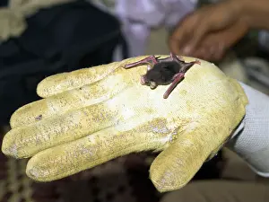 Size: Baby Bumblebee Bat / Kiiti's Hog Nosed bat - on gloved hand