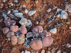 Curiosities: Baby bums or bababoutjies (Gibbaeum heathii). Karoo