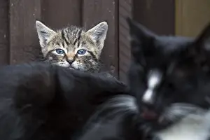 Housecat: Baby cat resting in front of a house behind the