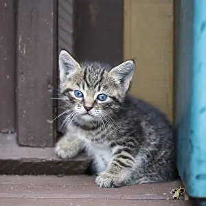 Lithuania: Baby cat resting in front of a house, Lithuania