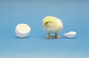 Cracked: Baby chick