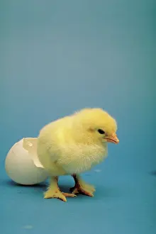 Hatching: Baby chick hatching