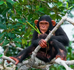 Catarrhini: Baby chimpanzee (Pan troglodytes) on mangrove br