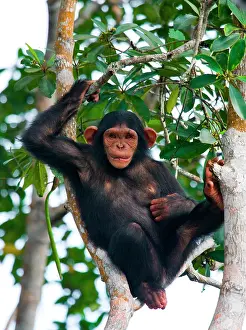 Hung: Baby chimpanzee (Pan troglodytes) on mangrove br
