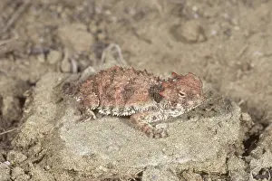Phrynosoma: Baby Coastal Horned Lizard