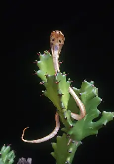 Hood: Baby Cobra