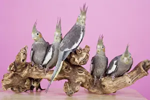 Standard: Baby Cockatiels