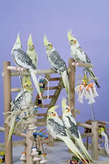 Nymphicus: Baby Cockatiels