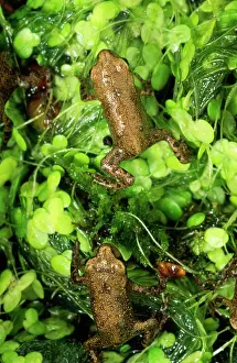 Froglets: Baby Common FROG