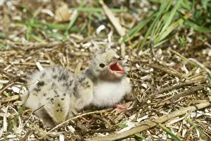 Terns: Baby Common Terns (Sterna hirundo)