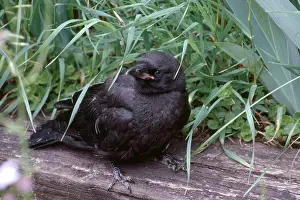 Crows: Baby Crow