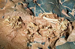 Embryo: Baby Dinosaur Fossil in Nest