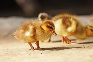 Jeune: Baby Duck