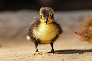 Jeune: Baby Duck
