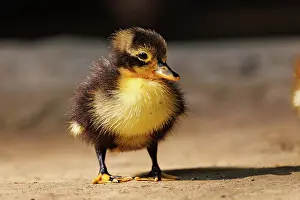 Jeune: Baby Duck