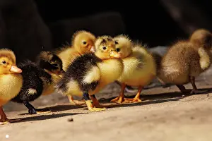 Jeune: Baby Duck