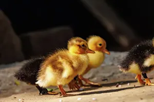 Jeune: Baby Duck