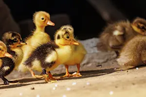 Jeune: Baby Duck