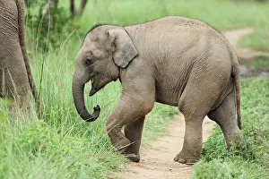 Dirty: Baby Elephant following the mother, Corbett