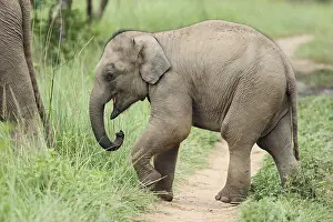 Follow: Baby Elephant following the mother, Corbett National