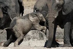 170122: Baby elephant playing in Etosha natural park Namibia