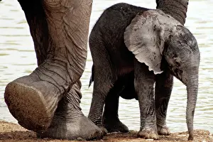 310122: Baby Elephants in Etosha N.P. Namibia like to play by their
