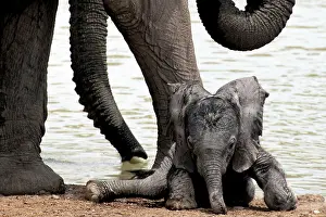 310122: Baby Elephants in Etosha N.P. Namibia like to play by their