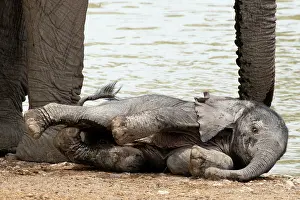 310122: Baby Elephants in Etosha N.P. Namibia like to play by their