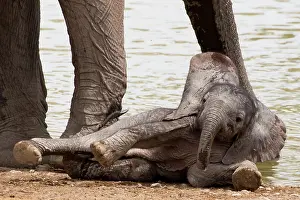 310122: Baby Elephants in Etosha N.P. Namibia like to play by their