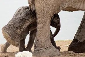 310122: Baby Elephants in Etosha N.P. Namibia like to play by their