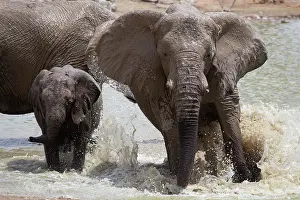310122: Baby Elephants in Etosha N.P. Namibia like to play with thei