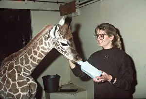 Rearing: BABY GIRAFFE - Being bottle fed, two weeks old