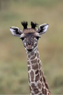 Neck: BABY GIRAFFE - close-up of head and neck