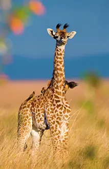 Giraffes: Baby giraffe (Giraffa camelopardalis tippelskirc
