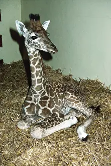Giraffes: BABY GIRAFFE - two weeks old, sitting in zoo
