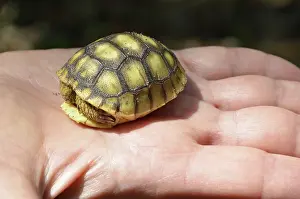Gopher: Baby Gopher Tortoise