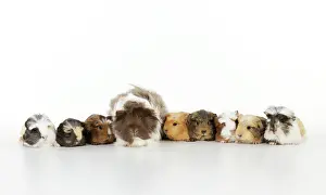 Hairstyle: Baby guinea pigs with adult