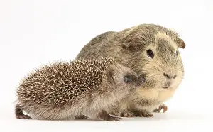 Cavia: Baby Hedgehog and Guinea pig