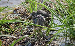 Parish: Baby herons on Barrier Island