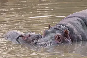 Hippopotamus: A baby hippopotamus (Hippopotamus amphibius) and its mother