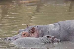 Hippopotamus: A baby hippopotamus (Hippopotamus amphibius) and its mother