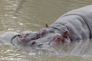 Hippopotamus: A baby hippopotamus (Hippopotamus amphibius) and its mother resting in a river
