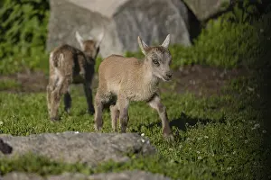 Plays: Two baby ibex (Capra ibex) playing between rocks