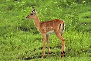 Kasane: Baby Impala (Aepyceros melampus melampus)