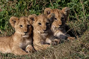 Ext Rieur: BABY LION