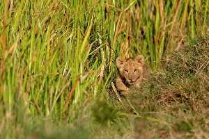 Ext Rieur: BABY LION